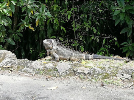 Iguana