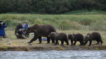 Evonne Trachsel's album, KODIAK  BEARS