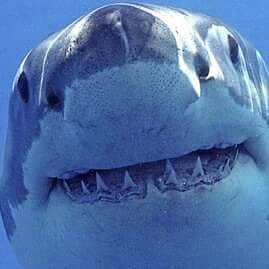 My Pet Great White