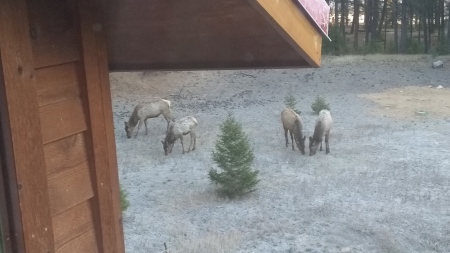 Elk in the yard, Darby, MT