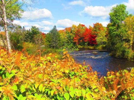 Lynette Obeck's album, Dazzling jeweled Autumn