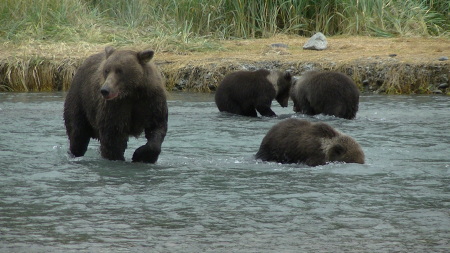 Evonne Trachsel's album, KODIAK  BEARS