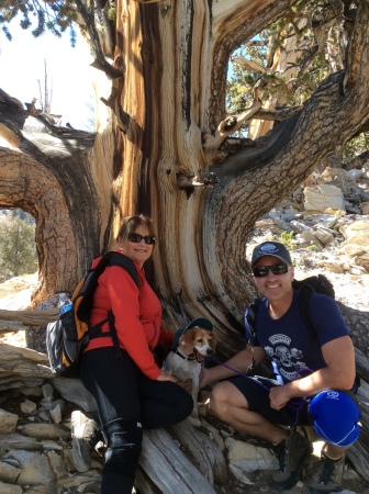 Ancient Bristlecone Forest High in the Sierras