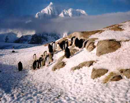 Antarctica - Rothera Base 1998