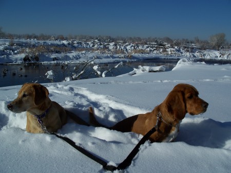 The dogs on Platte River