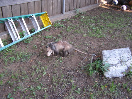 Mother possum w/babies