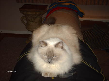 My 9 Year old Ragdoll cat, Gracie