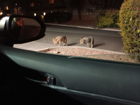 Two Coyotes by my car.