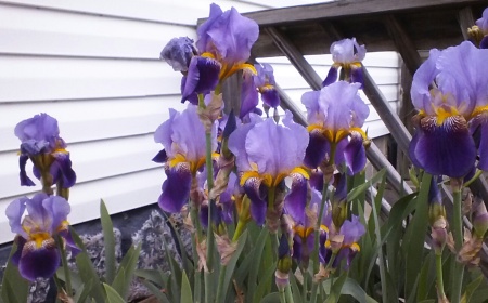 my iris,s