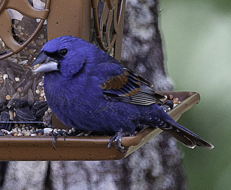 Indigo Bunting