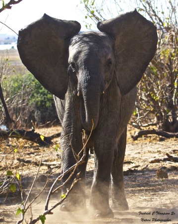 Fred Thompson's album, Southern Africa