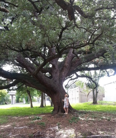 Texas Oak