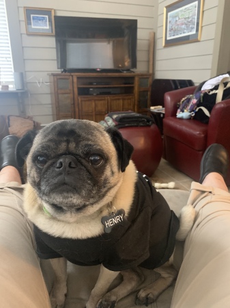 Little Pug HENRY is my name