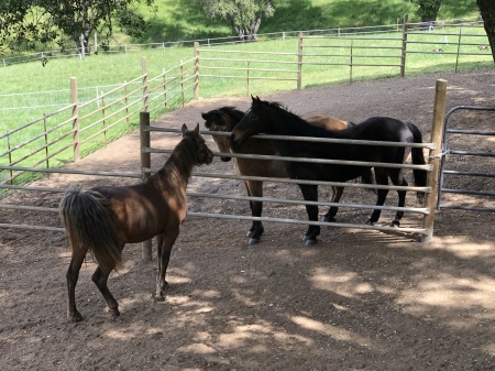 My Gaited Horses, a Rocky and 2 Foxtrotters