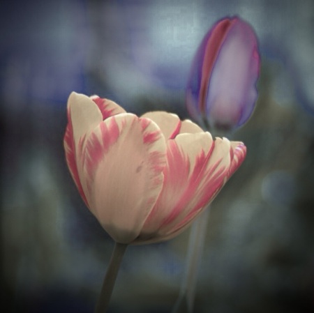 tulips 2012