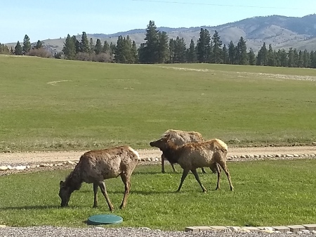 Elk in the front yard, Darby, MT
