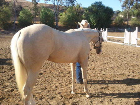 Marcia South's album, Horses