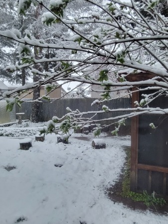 Snow in April