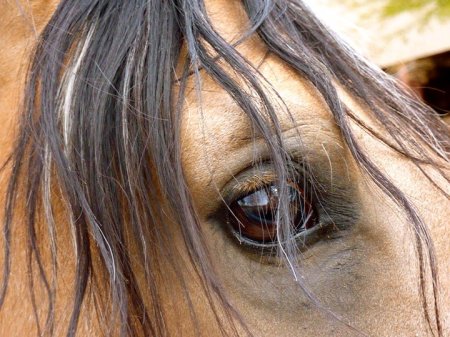 Beauty is in the eye of a horse like this.