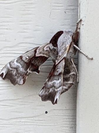 Tiger eye moth