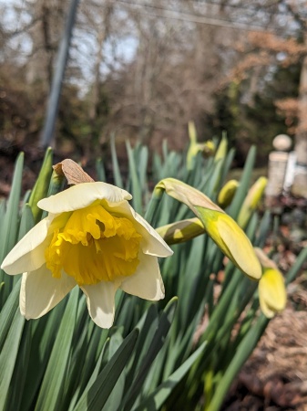 Daffodil's !