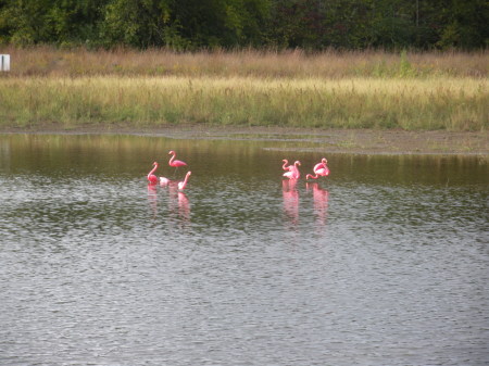 Flamingos arrived last nite