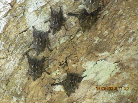 Bats on underside of trees.
