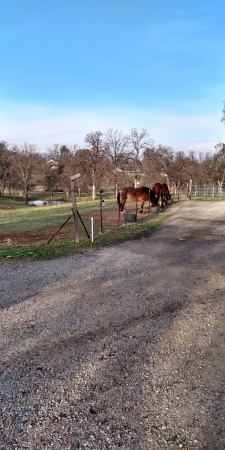 the snow is gone and the horses are happy agai