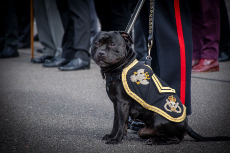 Sgt. Watchman VI, mascot for the Staffordshire