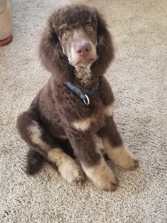 Andrew Wayne's album, Baxter my new Standard Poodle puppy.