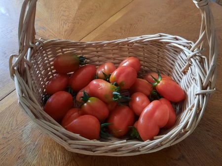 Homegrown tomatoes from my garden.