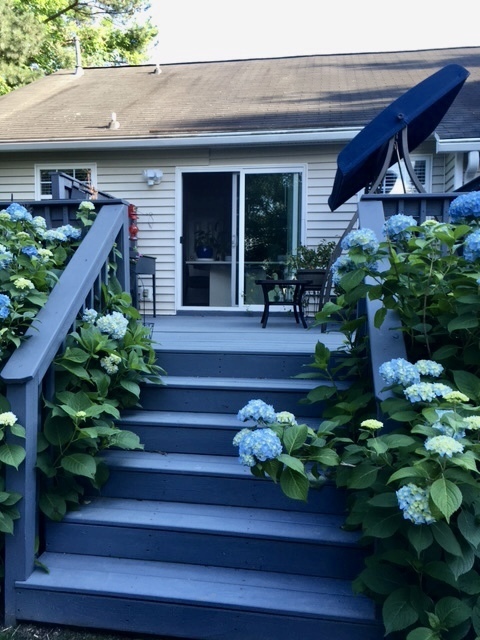 BLUE SNOWCAP HYDRANGEAS