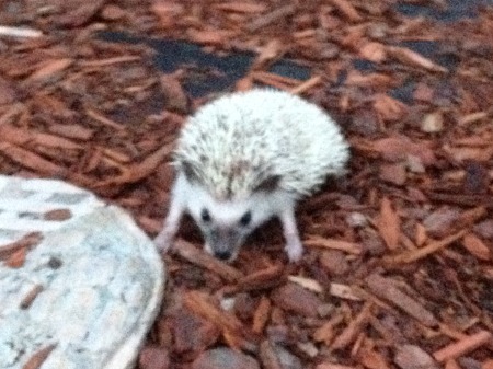 Diesel, our hedgehog, September 2013