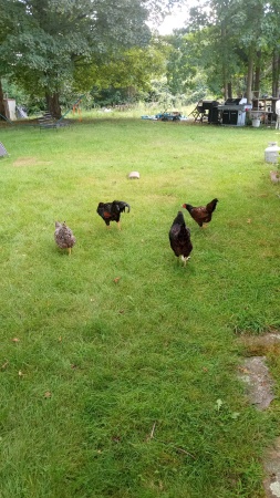 Heather's Chickens 