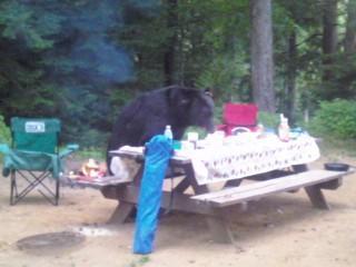 Bear eating everything  at camp