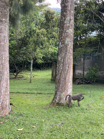 Monkey playing, Uganda