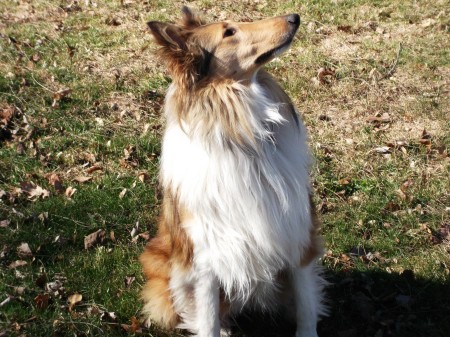 Watching the elusive Squirrel--Shilo our Rough Coat Collie in 2015 3 yrs old