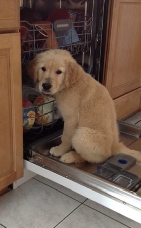 Puppy Power Dishwasher Cleaner