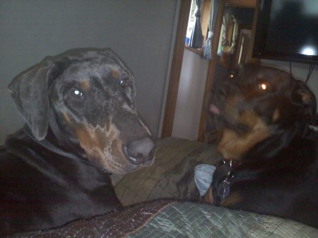 Our Doberman and Rottweiler
