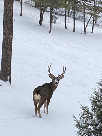 Beautiful young buck deer in our back yard!