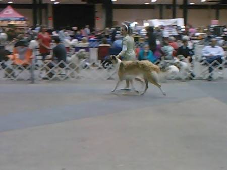Tampa Fla dog show  May 2013