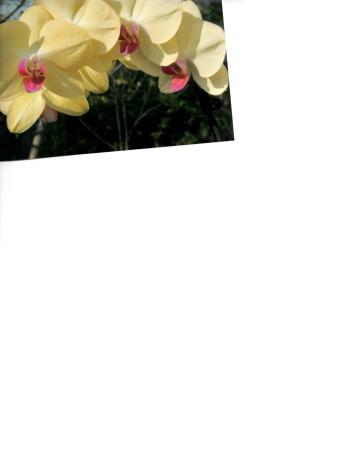 Ernestine Kiehna's album, March Flowers and Trees.