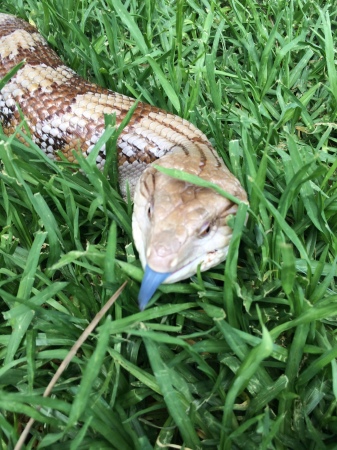 My blue tongue skink, "Pupster"