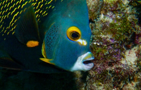 French Angelfish 