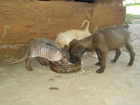 Quirquincho + pups sharing goat milk