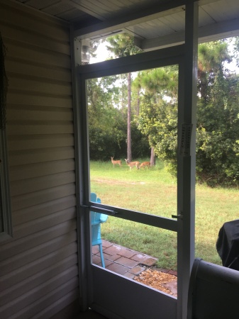 Wetland friends out my back door