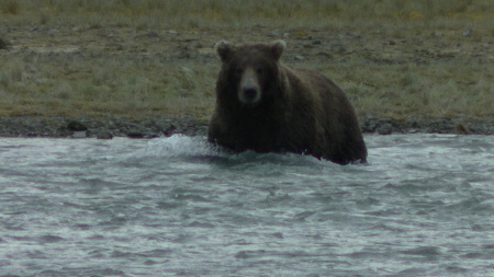 Evonne Trachsel's album, KODIAK  BEARS