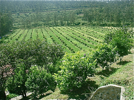 Newly Planted trees