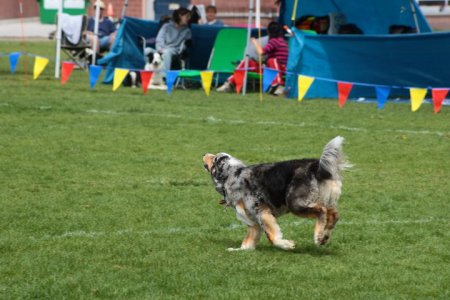 Pamela Wyman's album, Shadow- My amazing Frisbee Dog! 