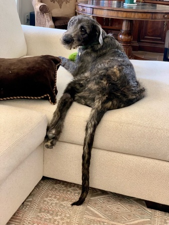 Daughter’s puppy, Aengus, (Irish Wolfhound)